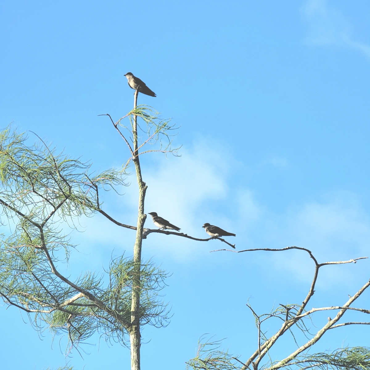 Purple Martin - Brittany Mason