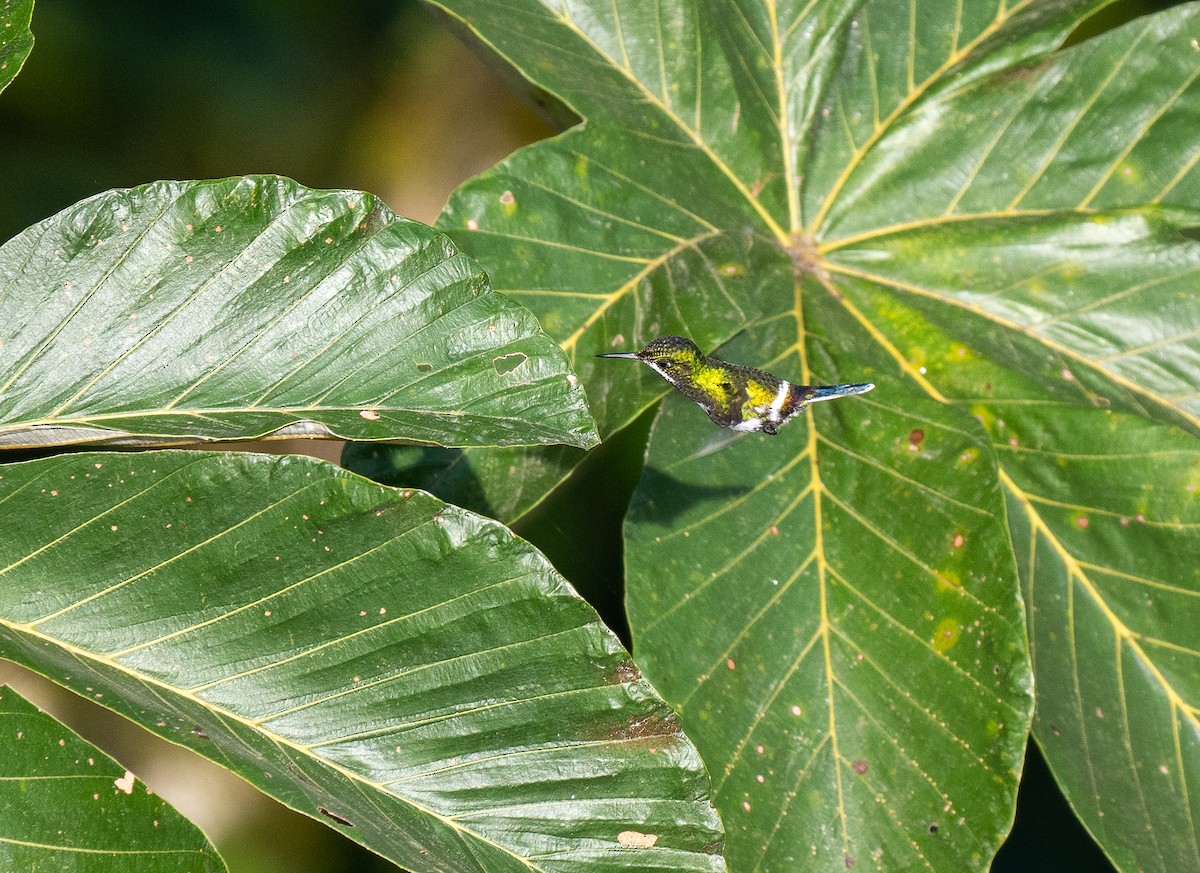 kolibřík trnoocasý - ML619895138