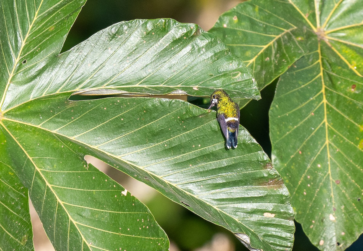 kolibřík trnoocasý - ML619895140