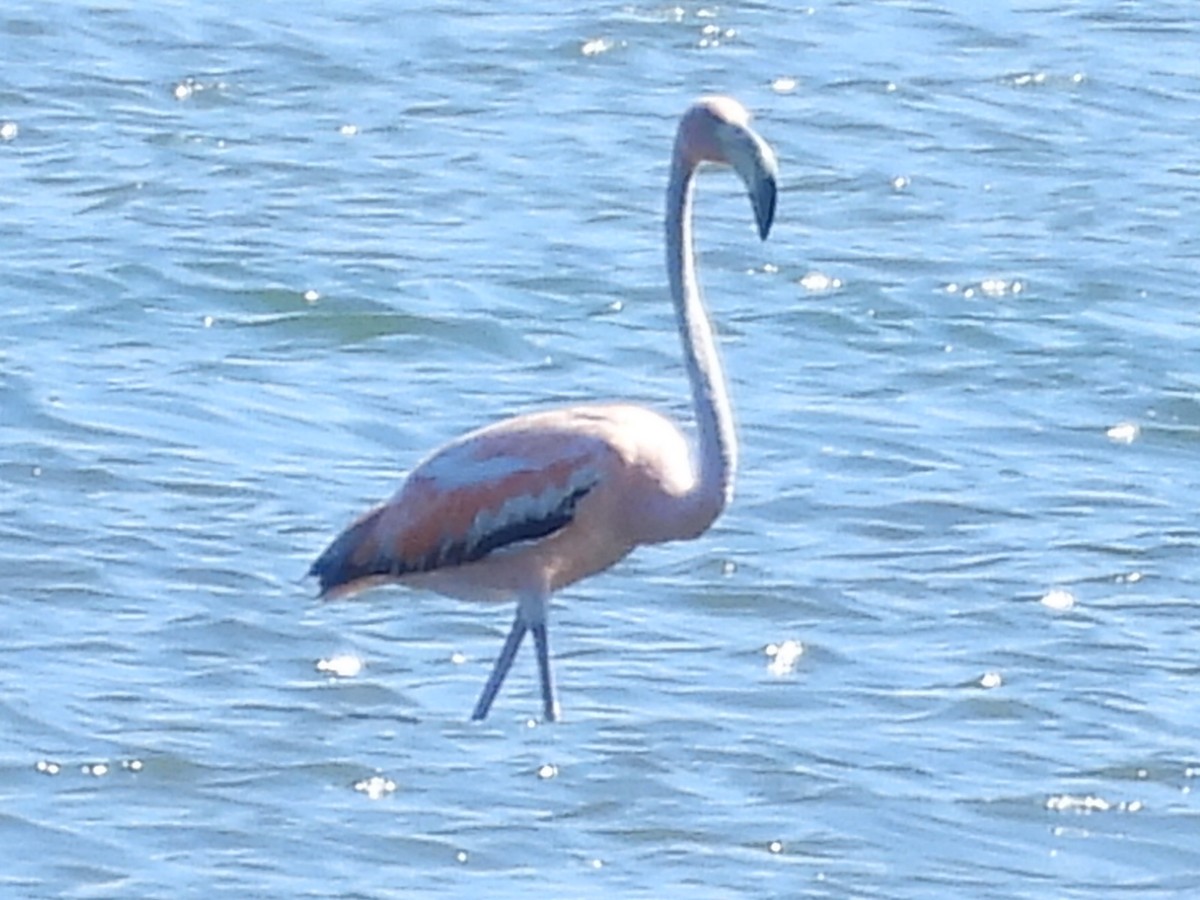 American Flamingo - ML619895155