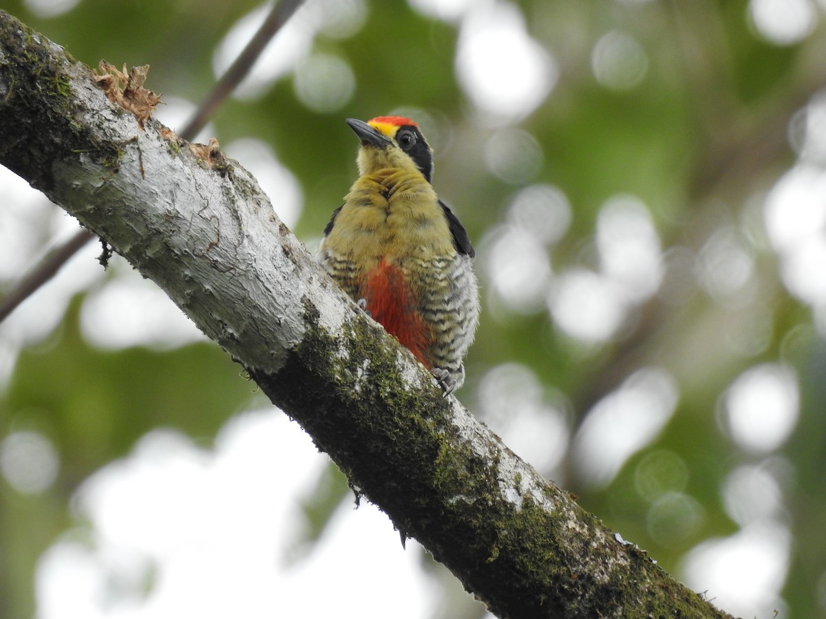 Golden-naped Woodpecker - ML619895156