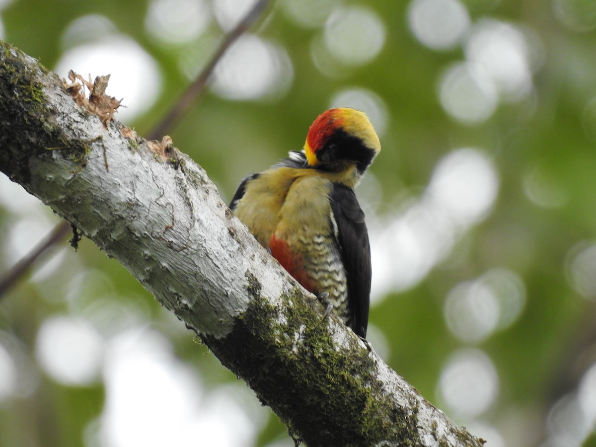 Golden-naped Woodpecker - ML619895157