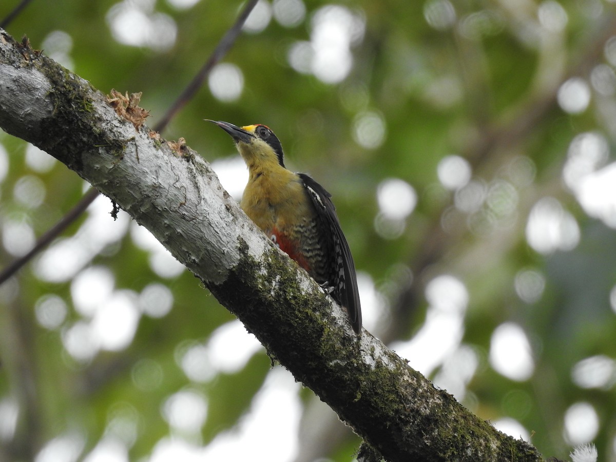 Golden-naped Woodpecker - ML619895158