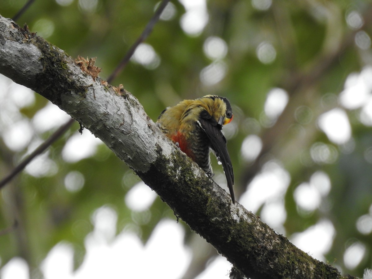Golden-naped Woodpecker - ML619895159