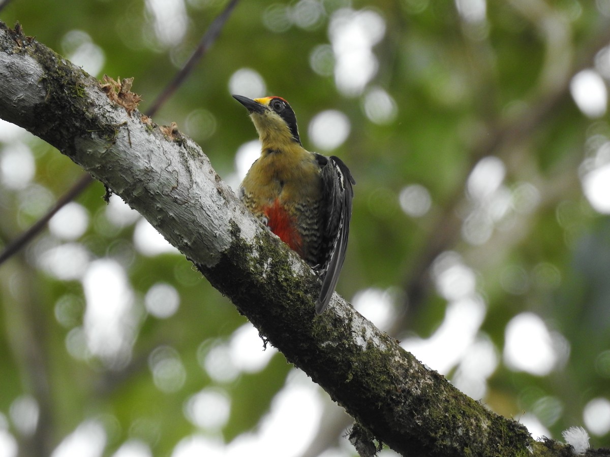 Golden-naped Woodpecker - ML619895160