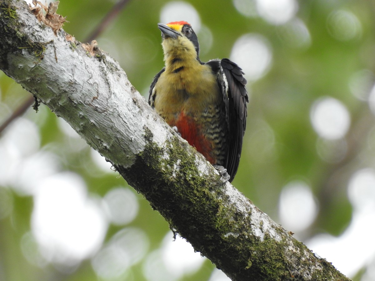 Golden-naped Woodpecker - ML619895161