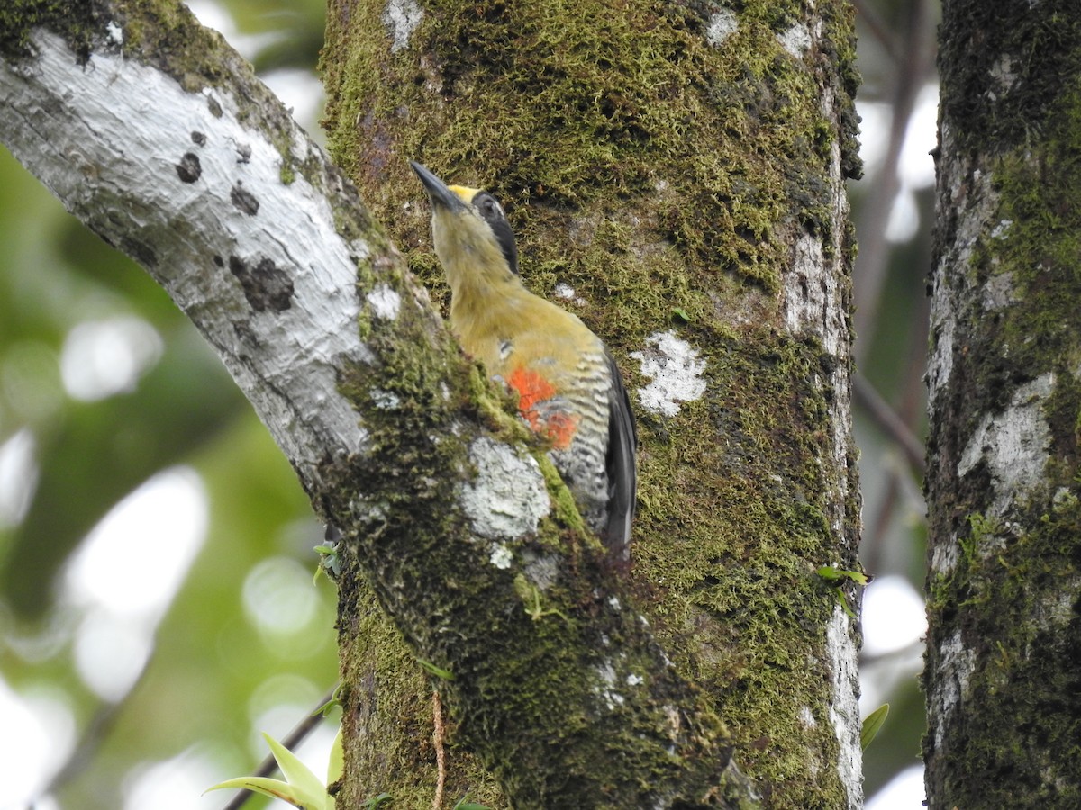 Golden-naped Woodpecker - ML619895162