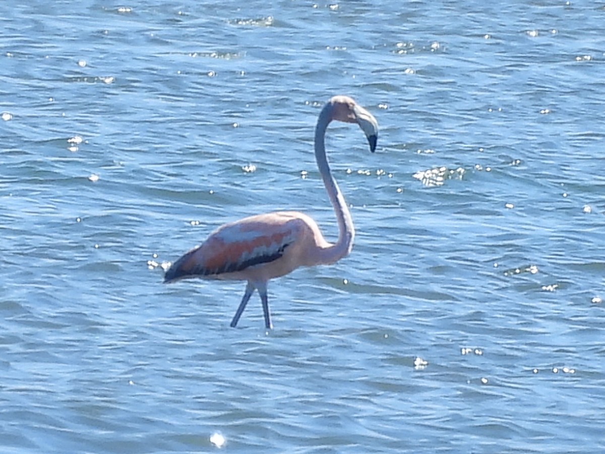 Amerika Flamingosu - ML619895171