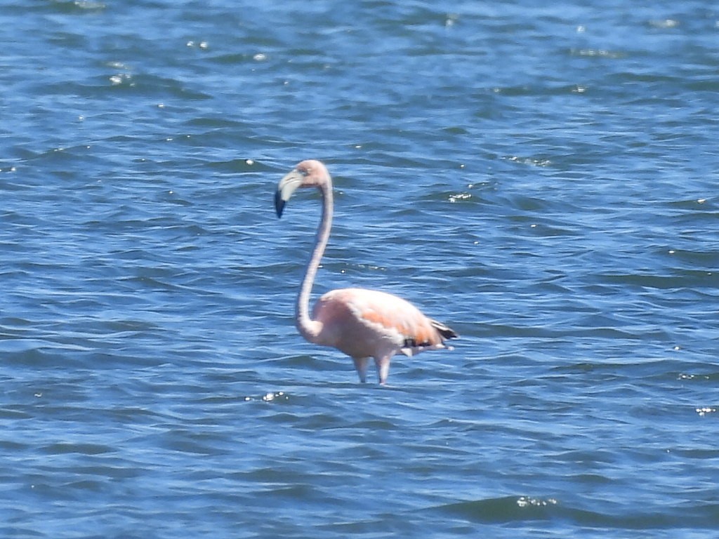 American Flamingo - ML619895181