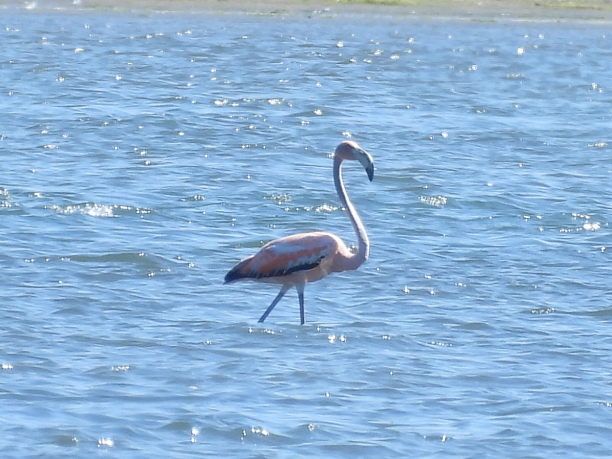 Amerika Flamingosu - ML619895192