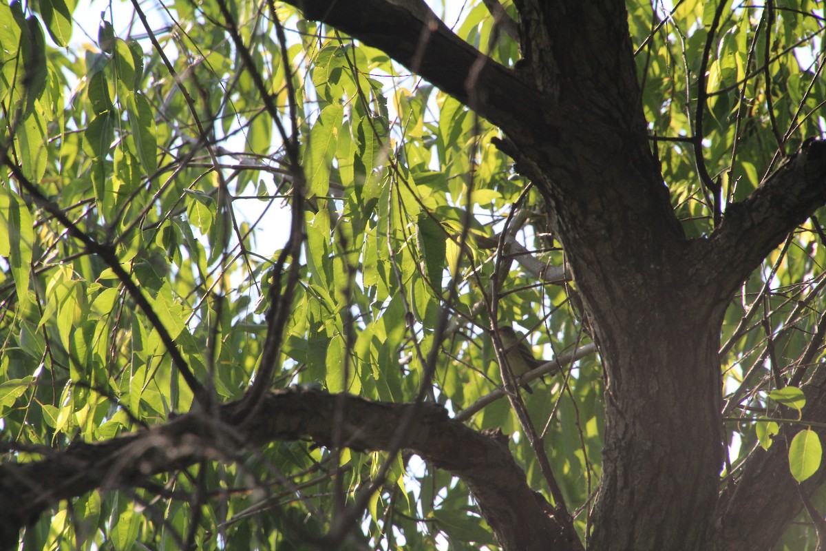 Willow Flycatcher - ML619895226