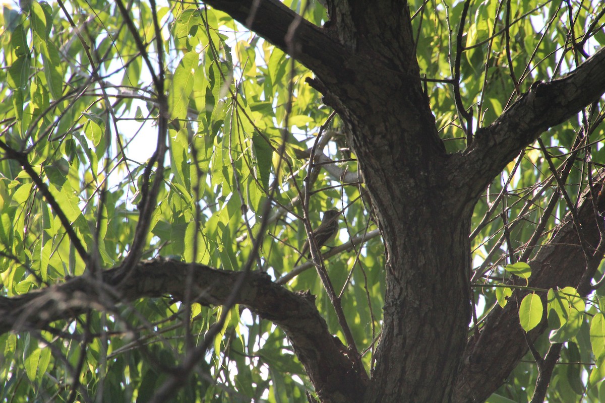 Willow Flycatcher - ML619895229