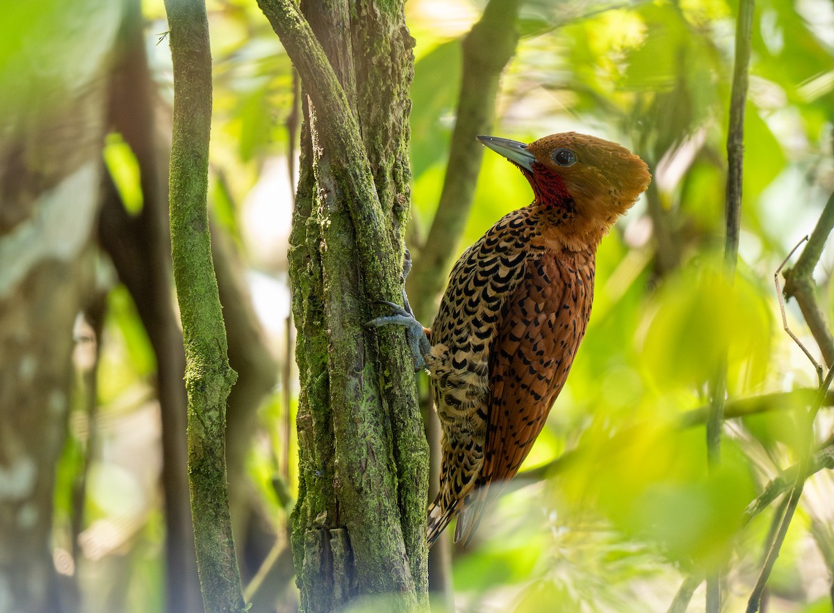 Cinnamon Woodpecker - Forest Botial-Jarvis