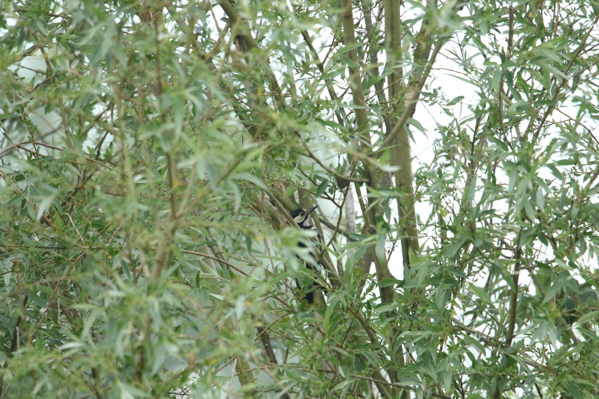 Great Spotted Woodpecker - ML619895249