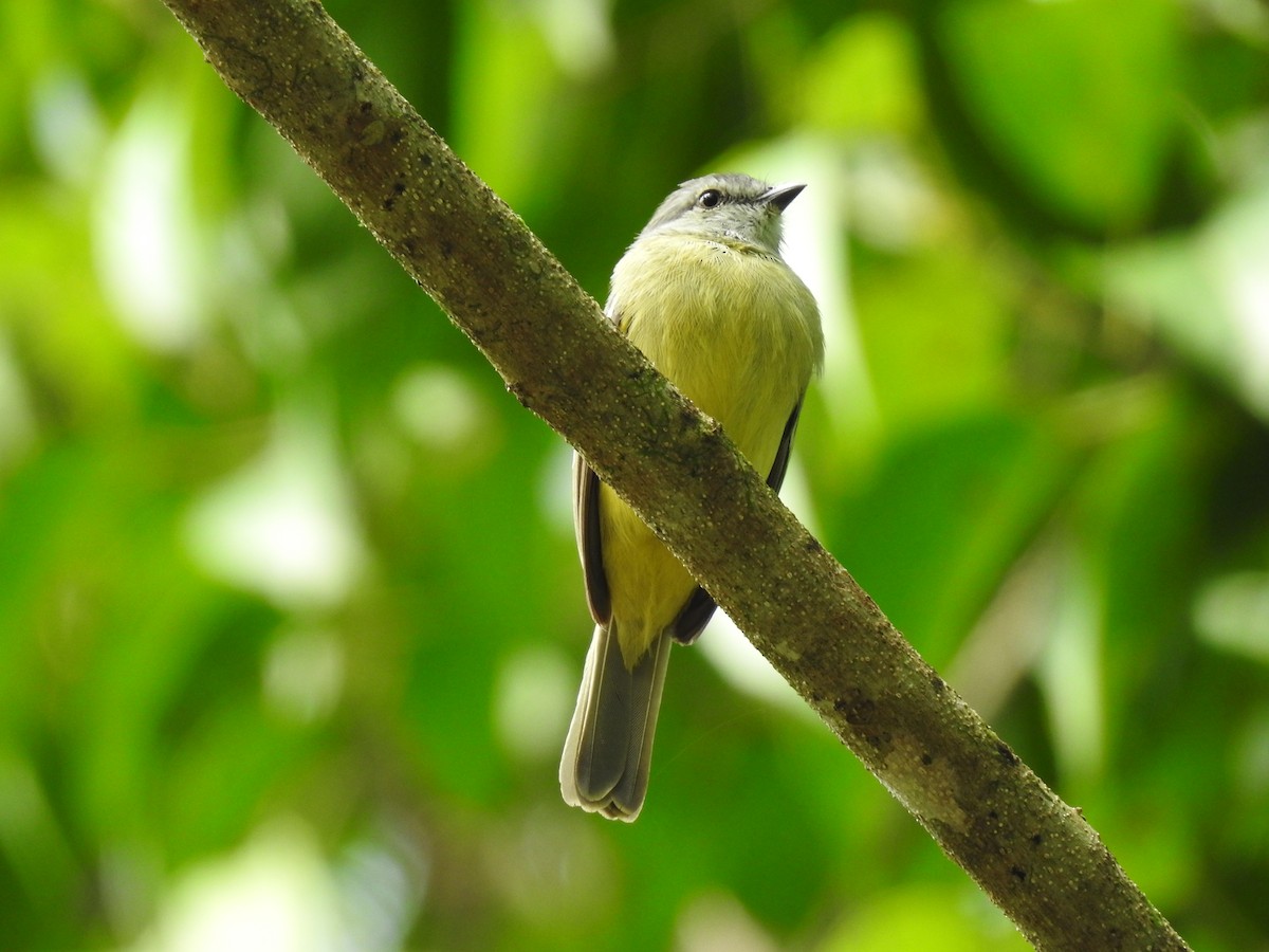 Yellow-crowned Tyrannulet - ML619895257