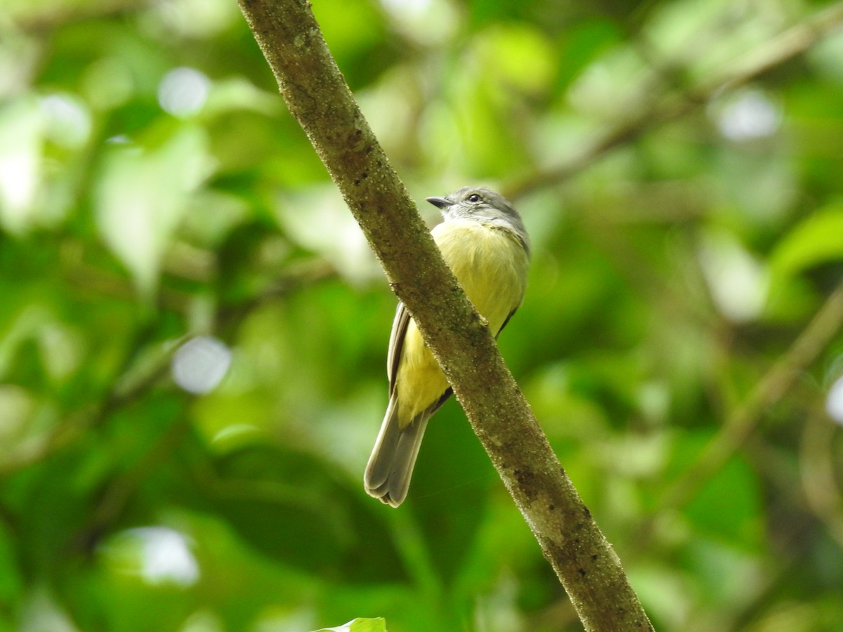 Yellow-crowned Tyrannulet - ML619895258