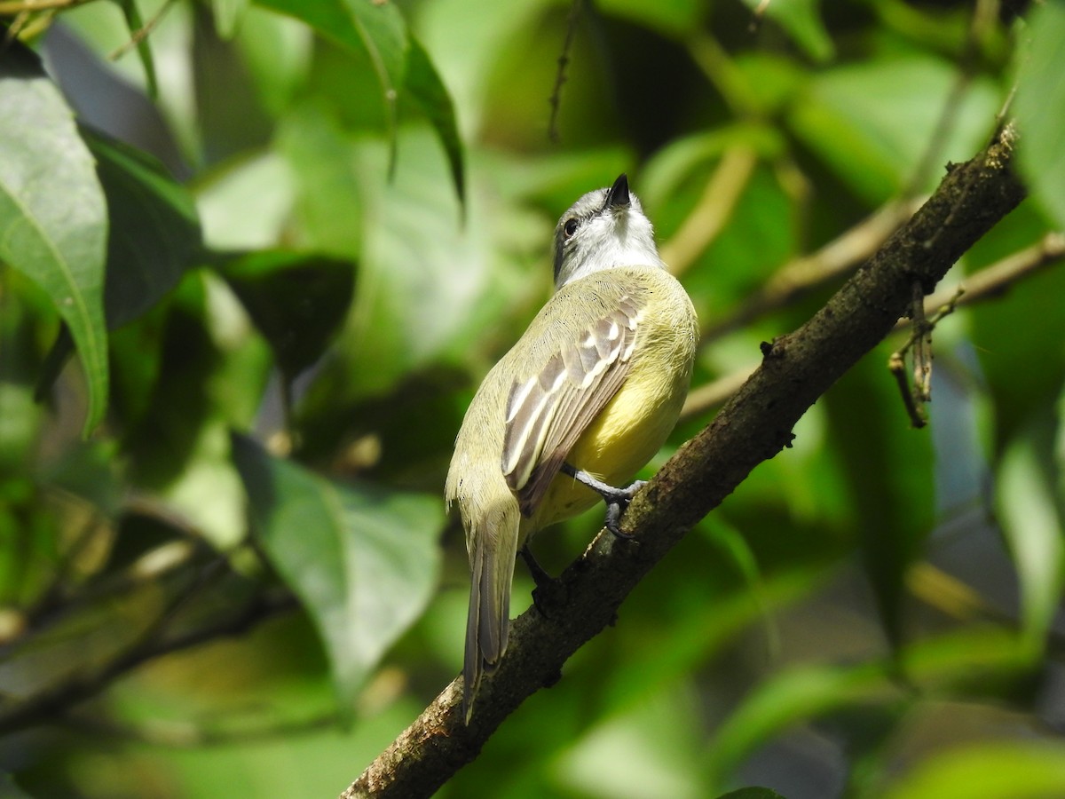 Yellow-crowned Tyrannulet - ML619895259