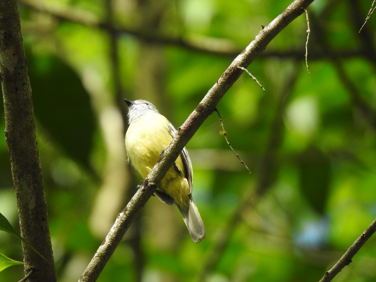 Yellow-crowned Tyrannulet - ML619895261