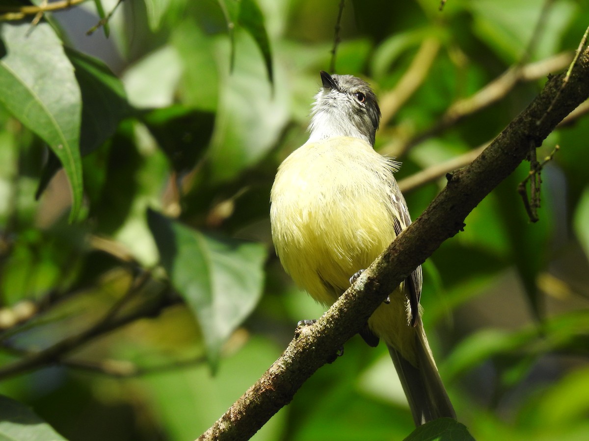 Yellow-crowned Tyrannulet - ML619895262