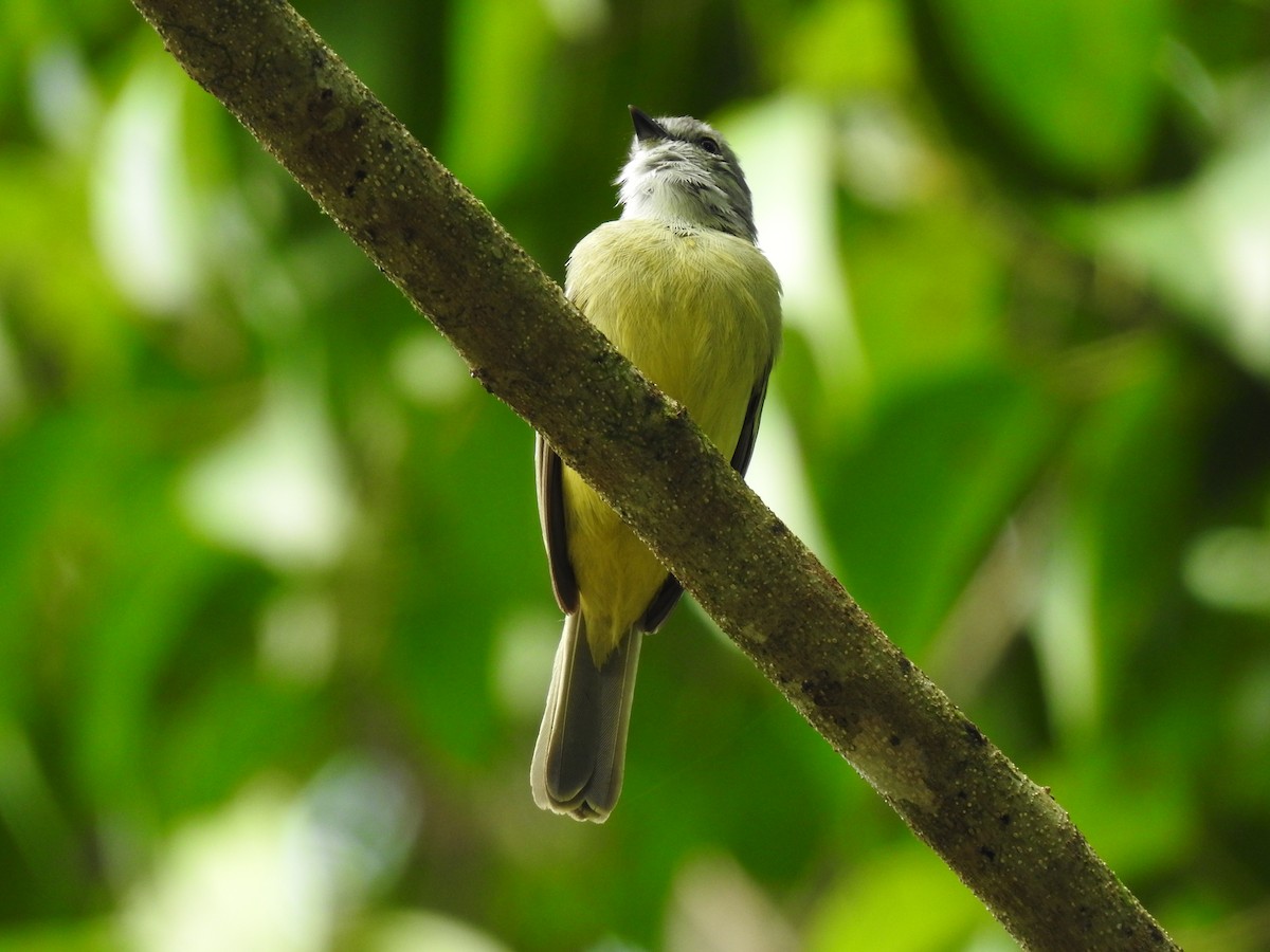 Yellow-crowned Tyrannulet - ML619895264