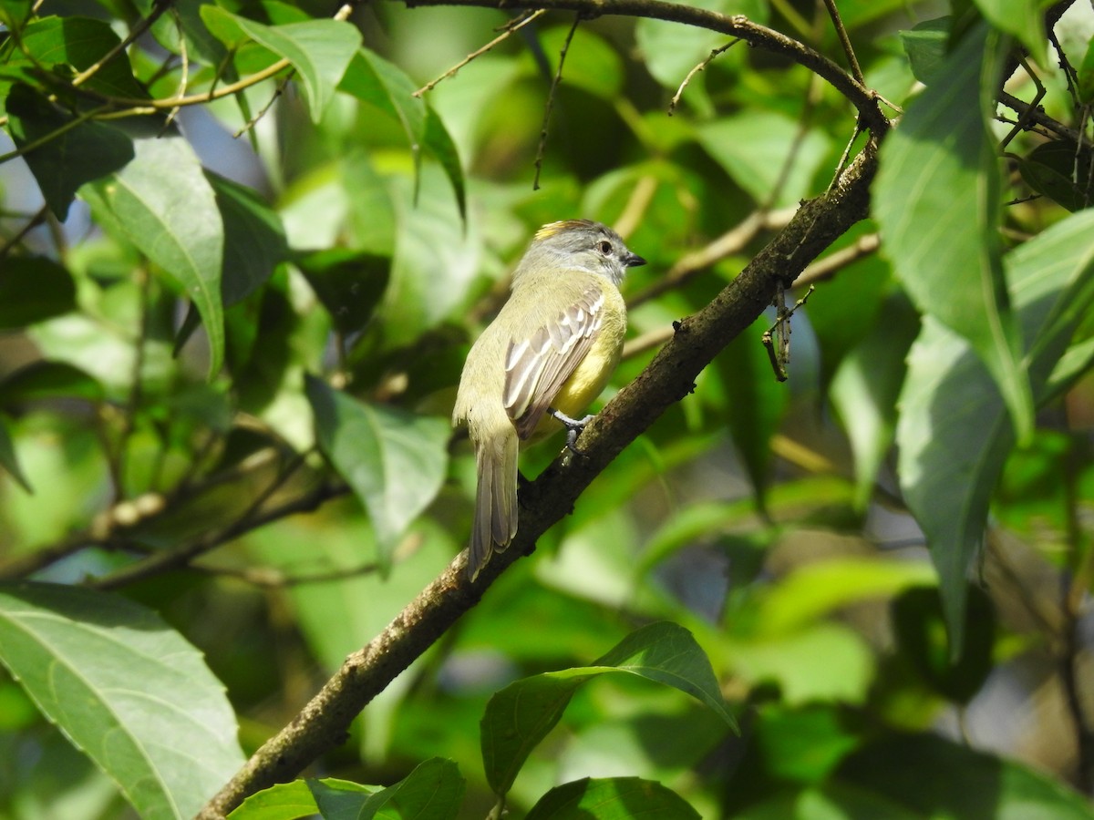 Yellow-crowned Tyrannulet - ML619895265