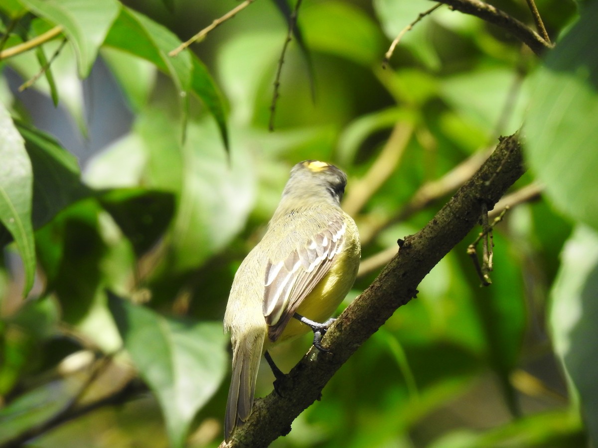 Yellow-crowned Tyrannulet - ML619895266