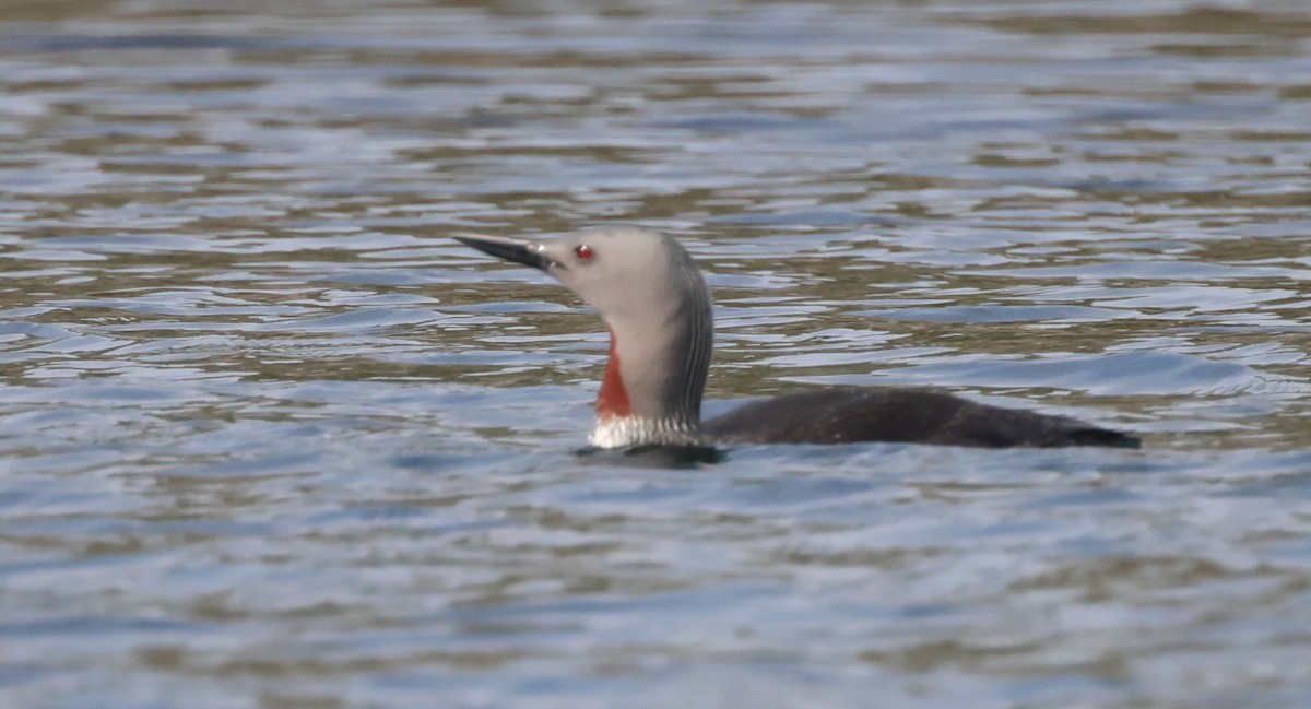 Red-throated Loon - ML619895292