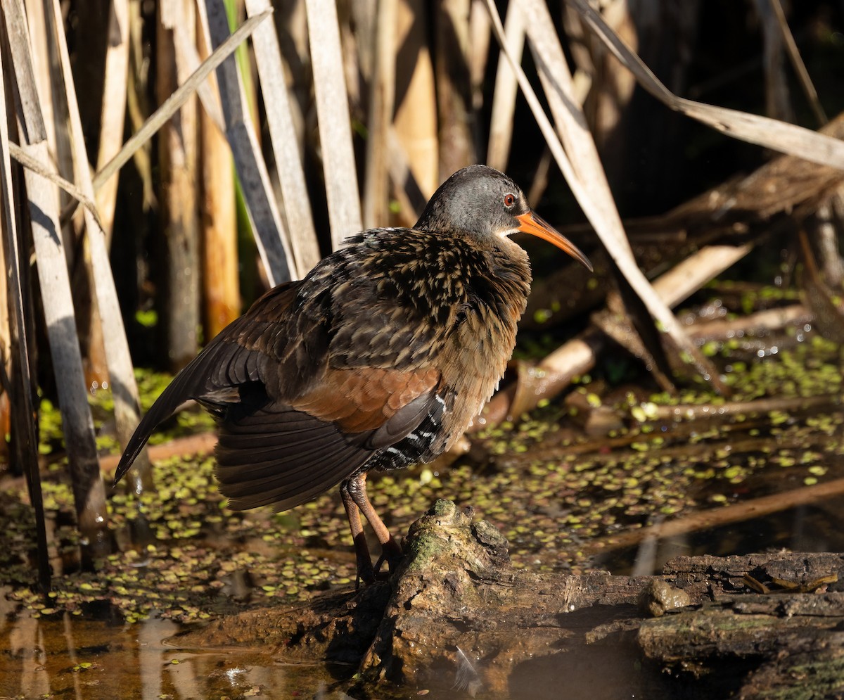 Virginia Rail - ML619895294