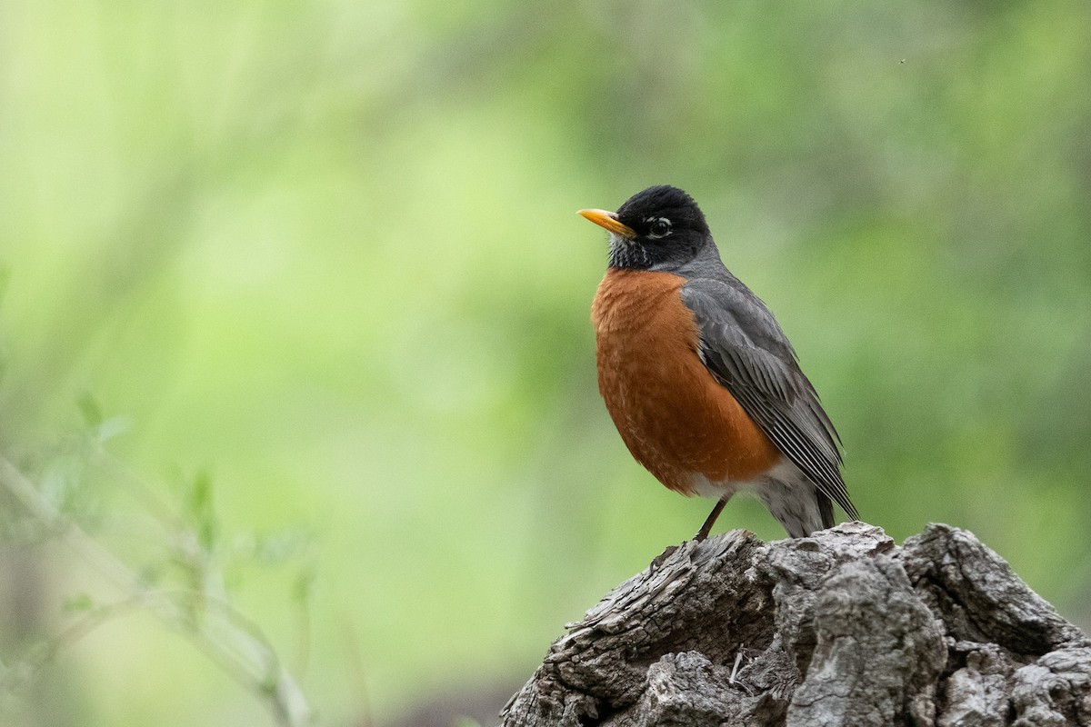 American Robin - ML619895296