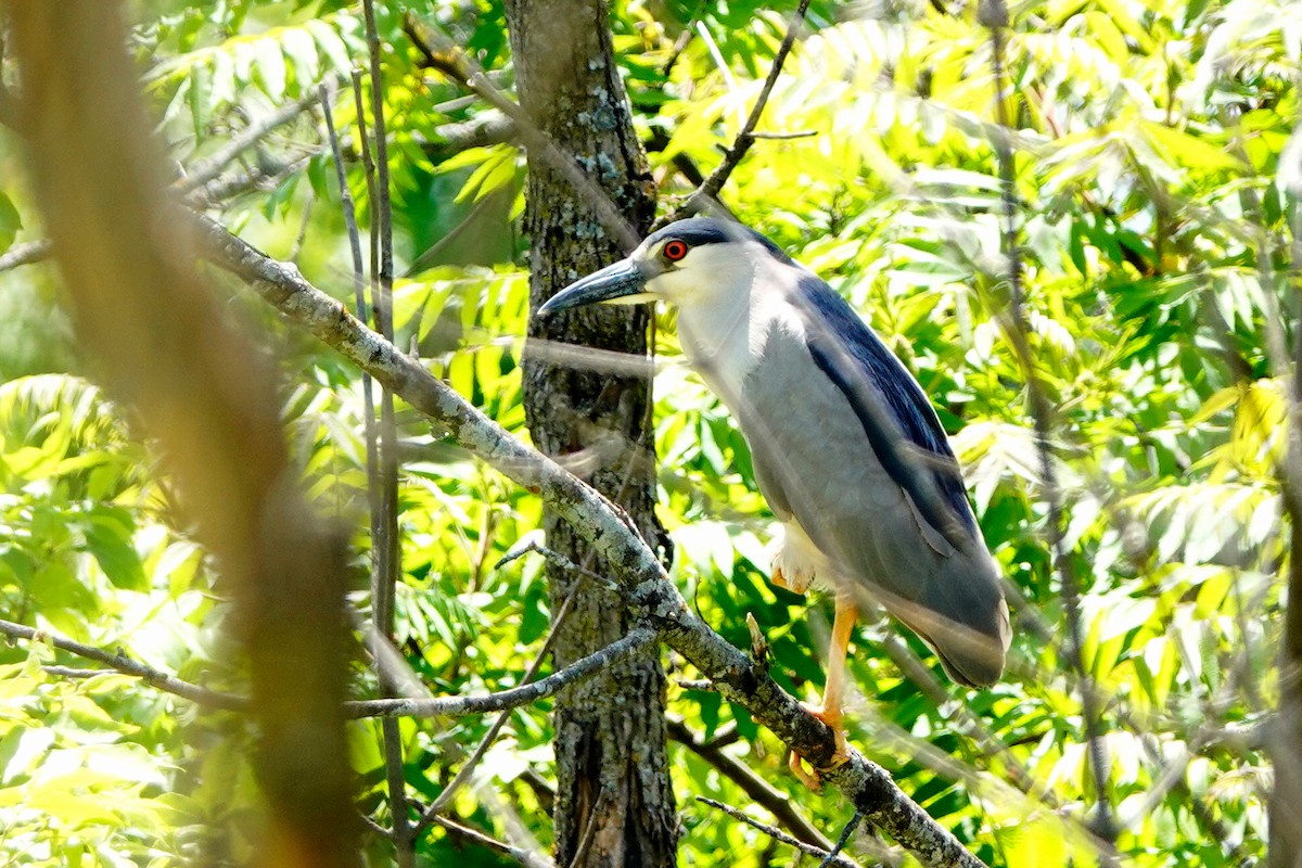 Black-crowned Night Heron - ML619895297