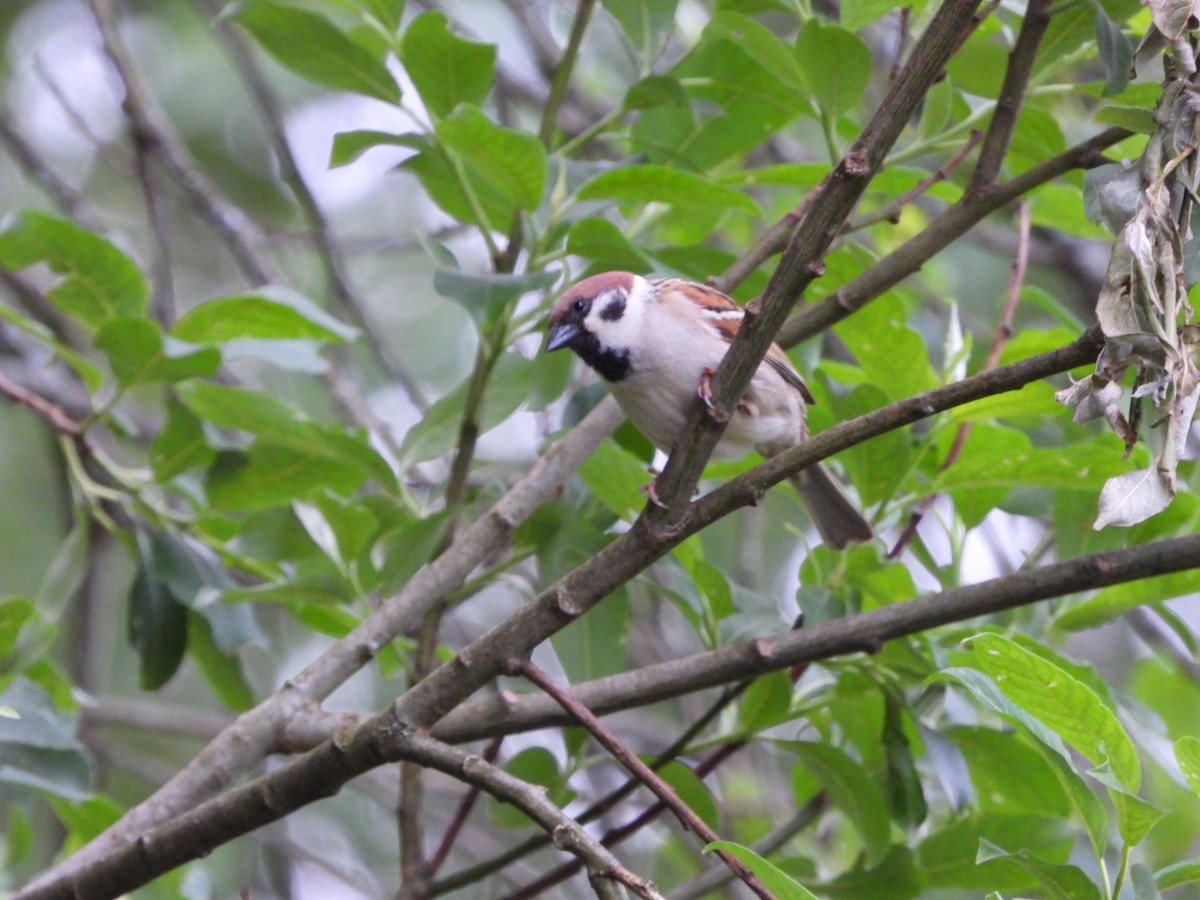 Eurasian Tree Sparrow - ML619895301