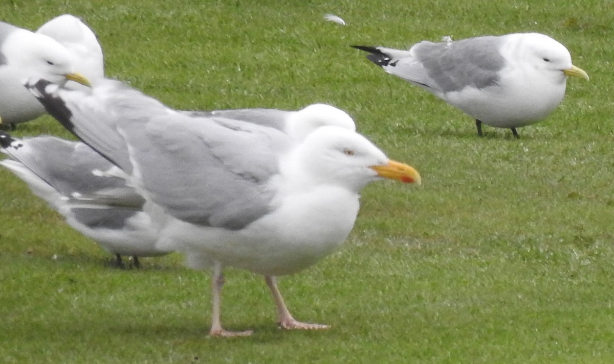 Gaviota Argéntea - ML619895314