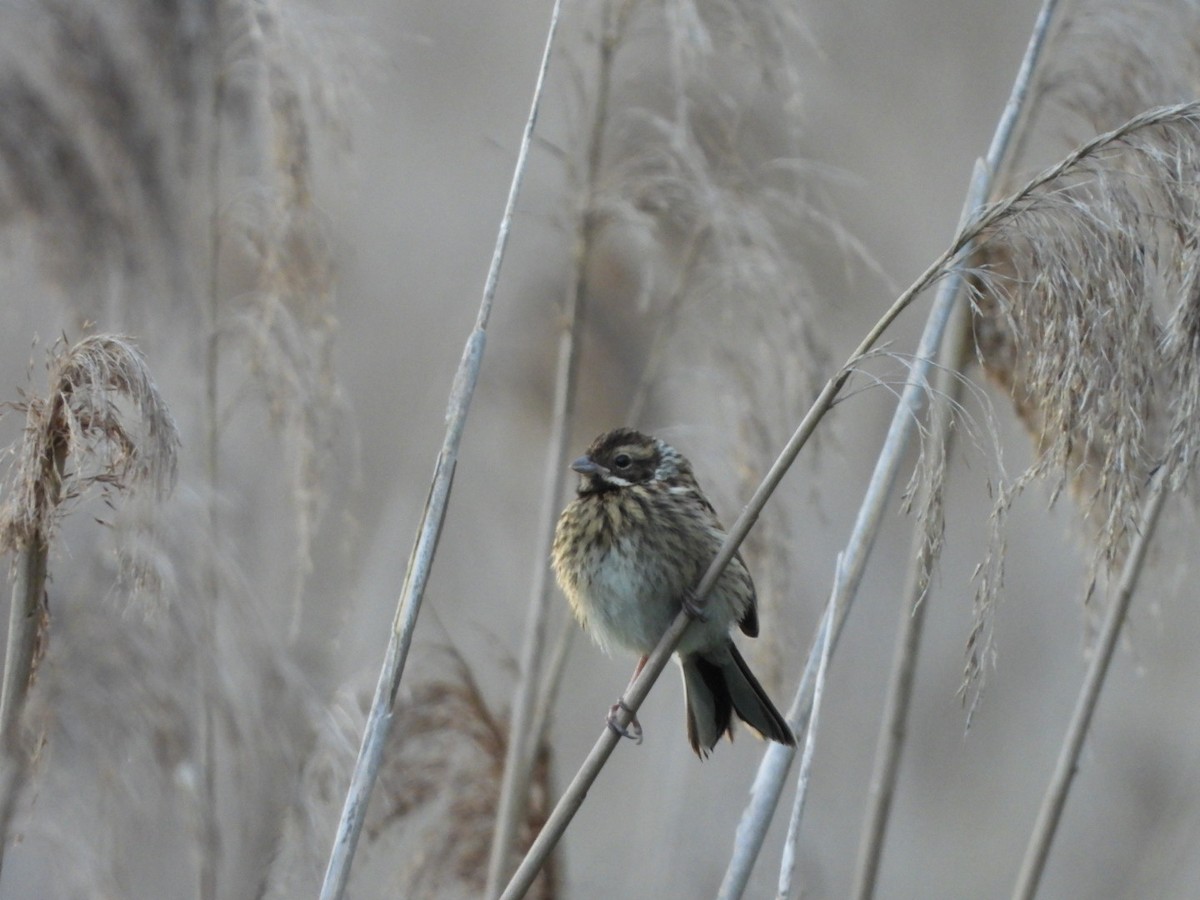 Reed Bunting - ML619895322