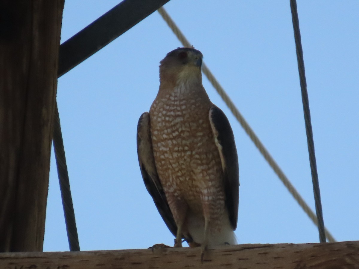 Cooper's Hawk - ML619895339