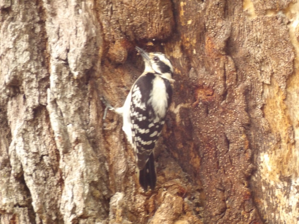 Downy Woodpecker - ML619895341