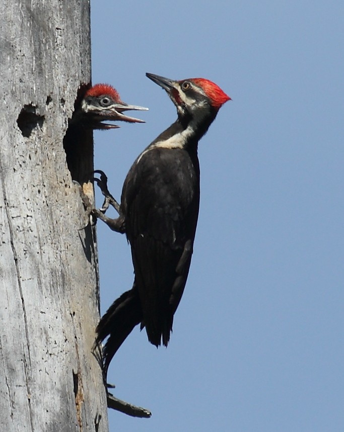 Pileated Woodpecker - ML619895343