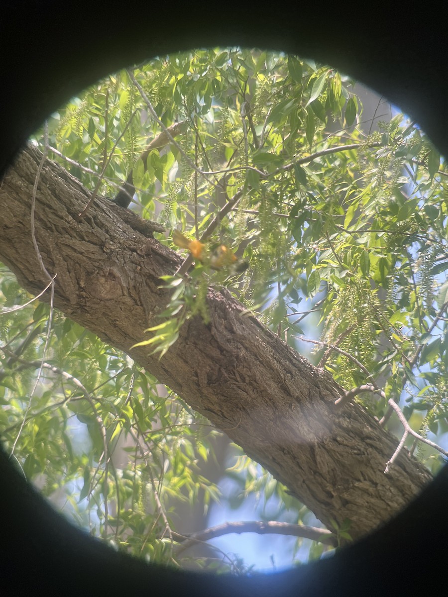 Baltimore Oriole - Ann Monk