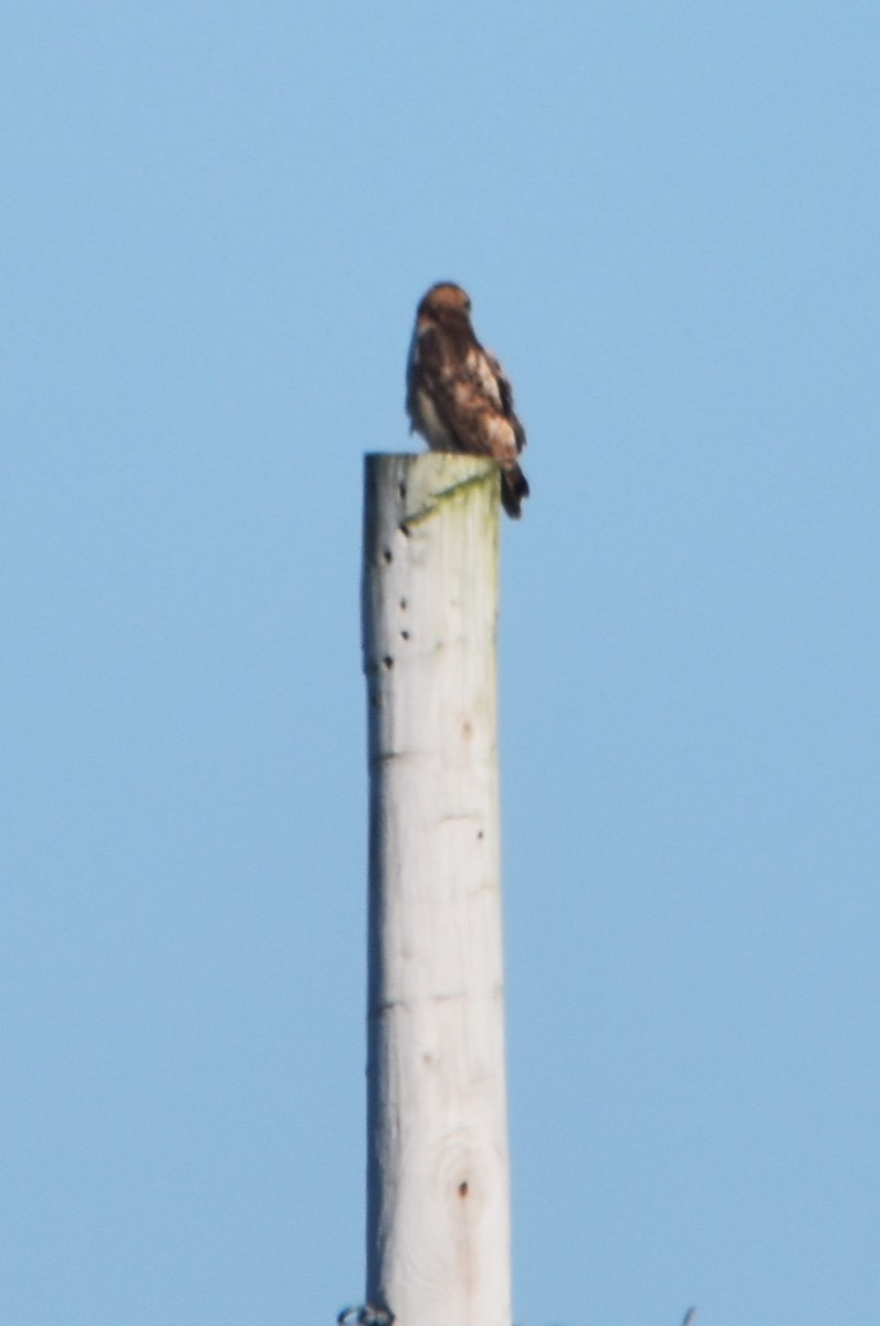 Red-tailed Hawk - ML619895378