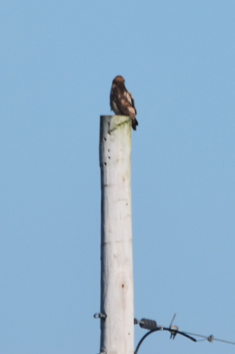 Red-tailed Hawk - ML619895379