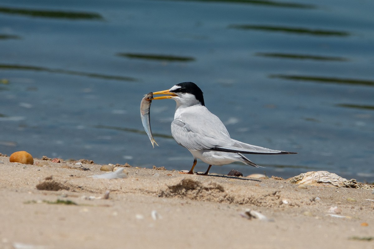 Least Tern - ML619895383