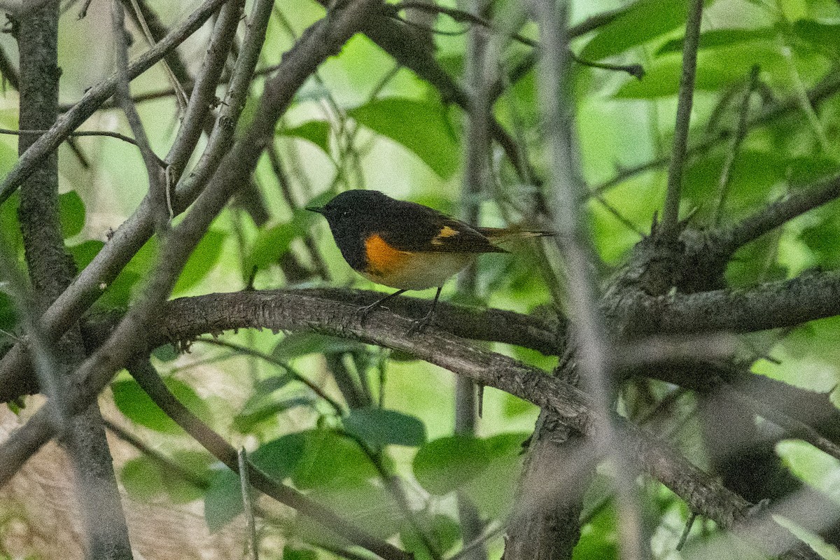 American Redstart - ML619895386