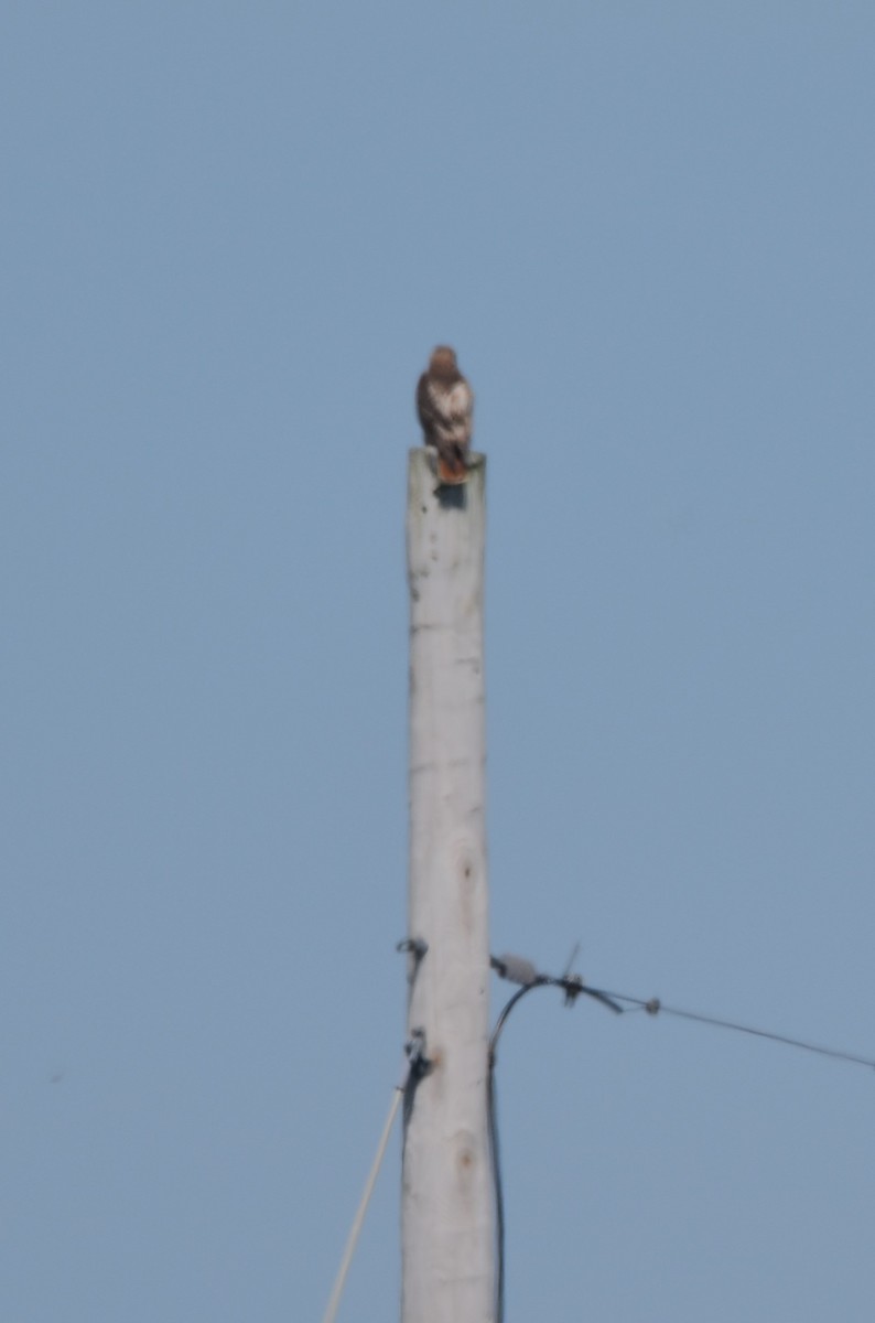 Red-tailed Hawk - ML619895391