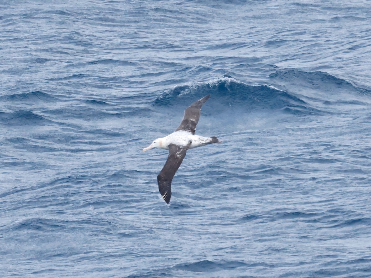 albatros stěhovavý - ML619895400