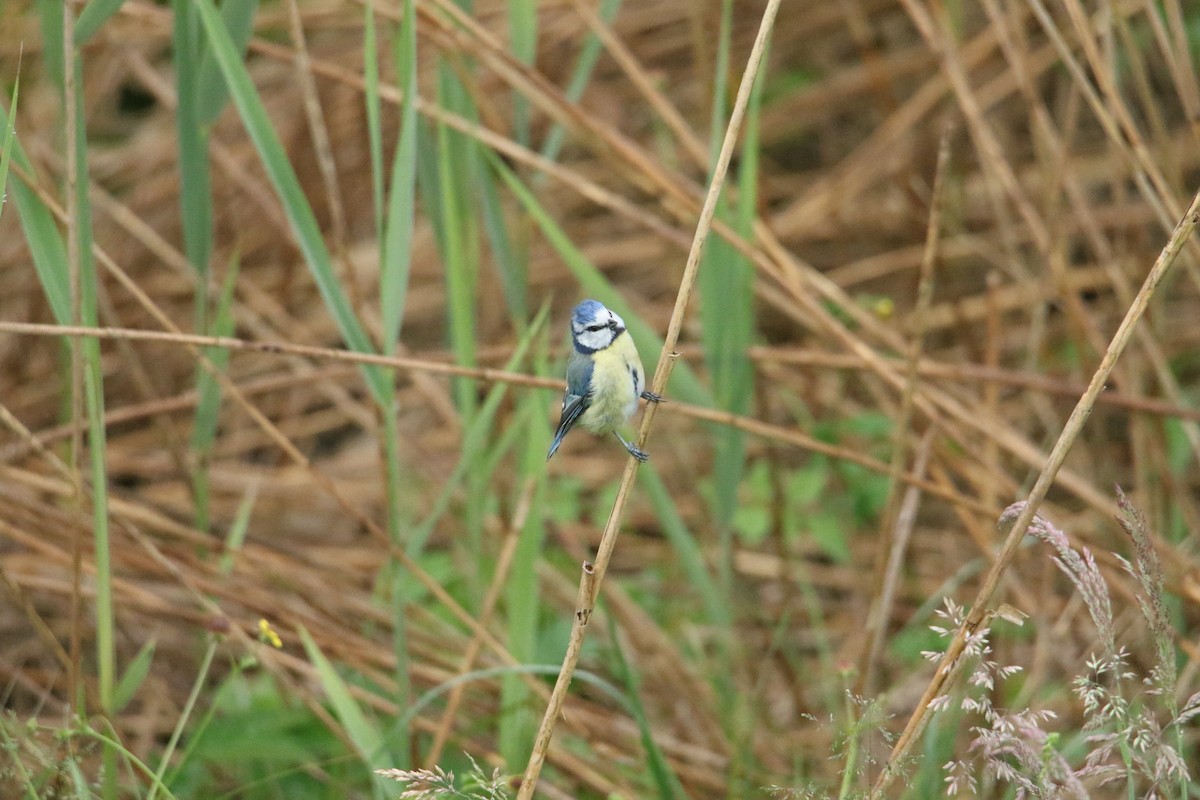 Eurasian Blue Tit - ML619895407