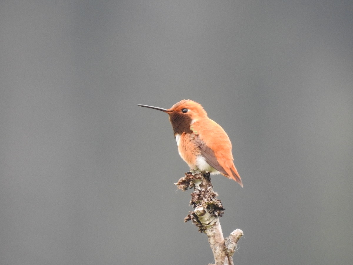 Rufous Hummingbird - ML619895413