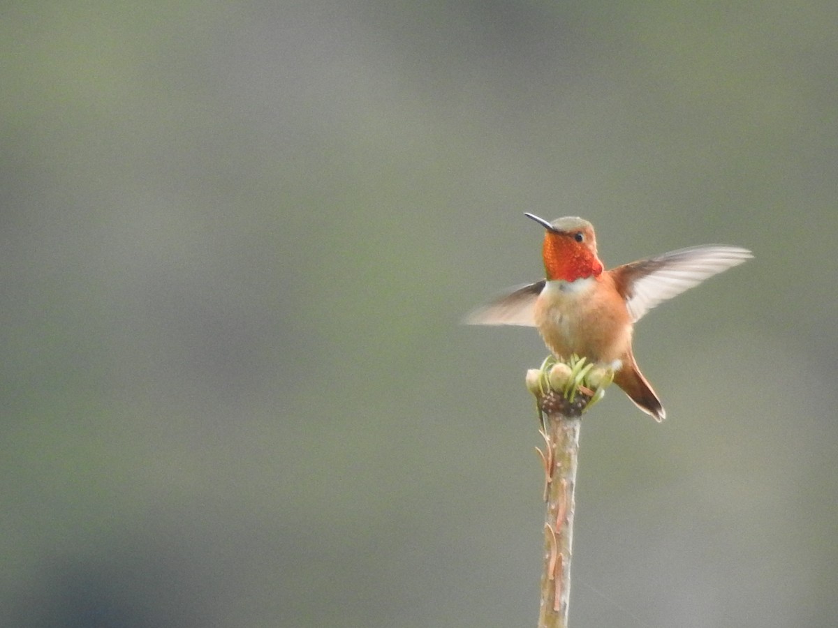 Rufous Hummingbird - ML619895414