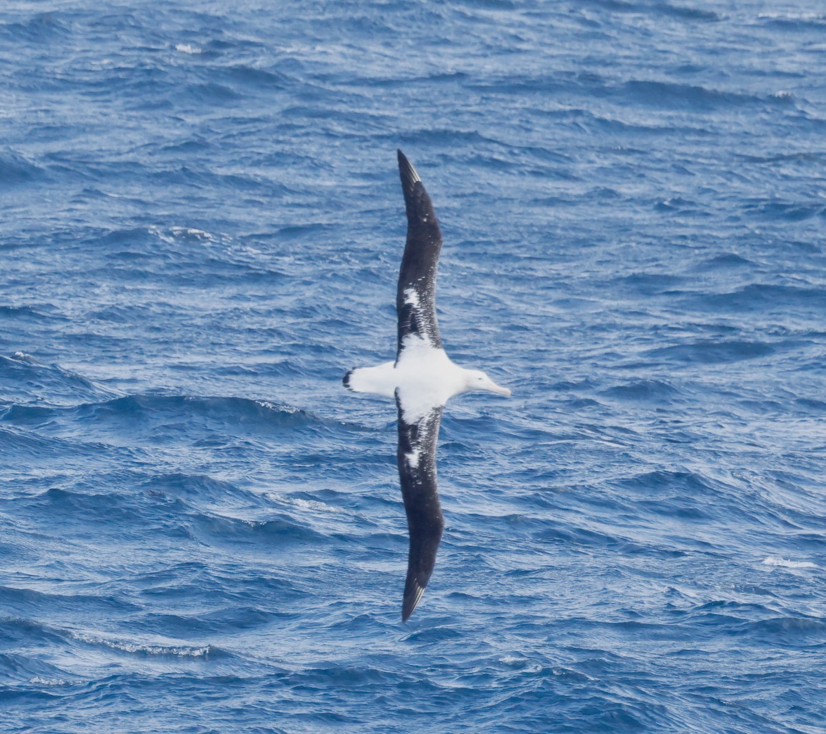 Northern/Southern Royal Albatross - ML619895431