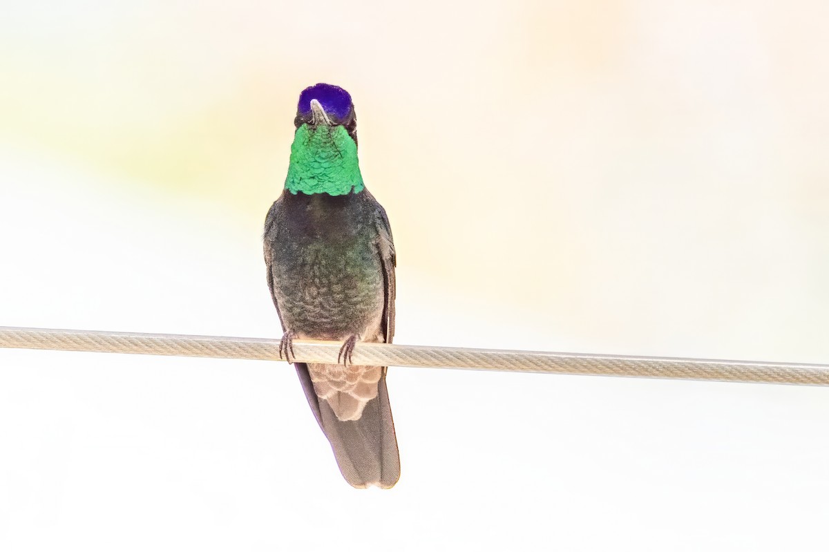 kolibřík skvostný - ML619895484