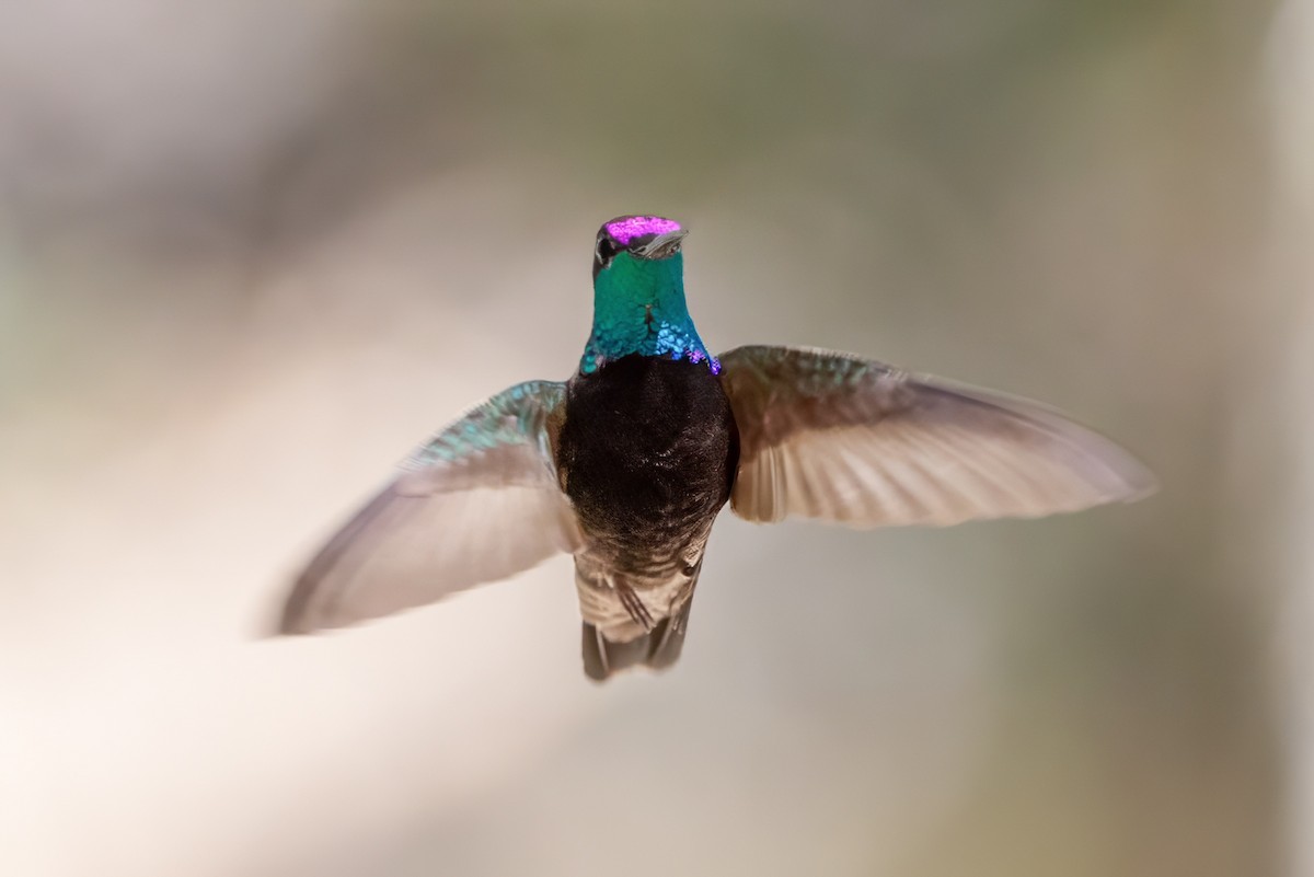 kolibřík skvostný - ML619895490
