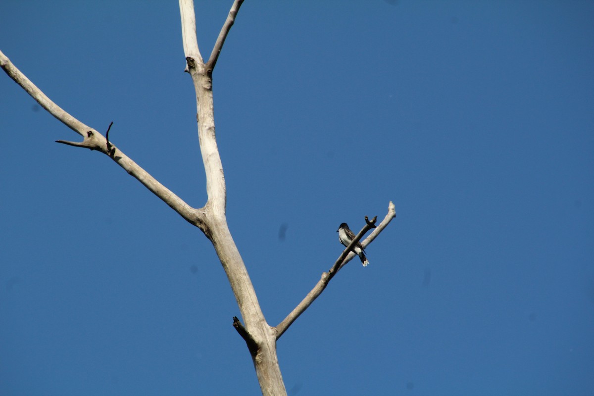 Eastern Kingbird - ML619895507